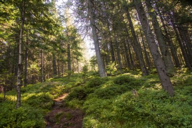 orman manzarası sabah