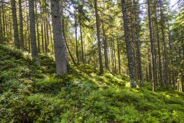 orman manzarası sabah