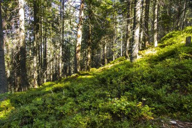 orman manzarası sabah