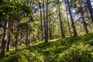 orman manzarası sabah