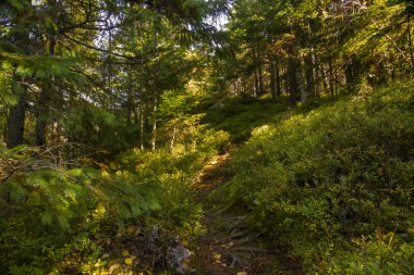 orman manzarası sabah