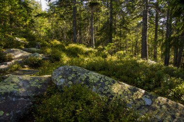 orman manzarası sabah