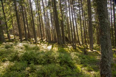 orman manzarası sabah
