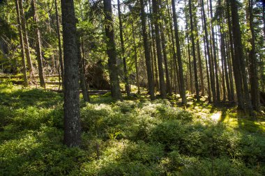 orman manzarası sabah