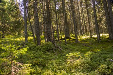 orman manzarası sabah