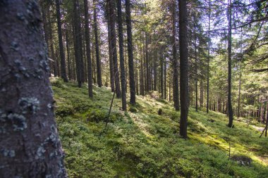 orman manzarası sabah