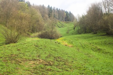 orman manzarası sabah