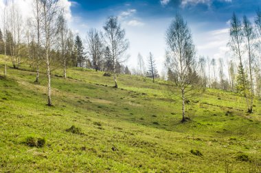 orman manzarası sabah