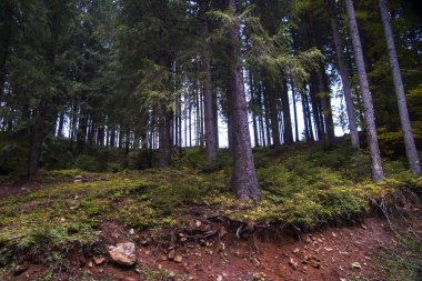 orman manzarası sabah