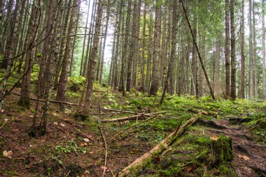 orman manzarası sabah