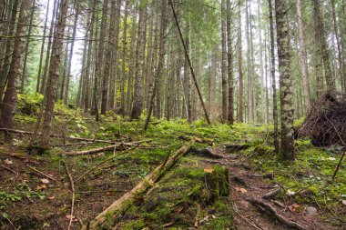 orman manzarası sabah
