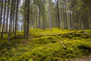 orman manzarası sabah