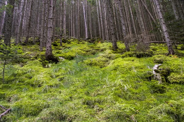 Paesaggio forestale al mattino — Foto Stock