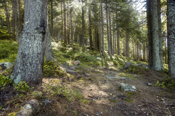 Waldlandschaft am Morgen — Stockfoto