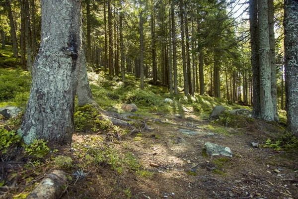 orman manzarası sabah