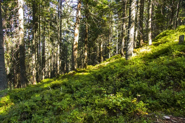 Paisaje forestal por la mañana —  Fotos de Stock