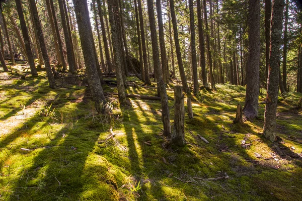 Paisaje forestal por la mañana —  Fotos de Stock