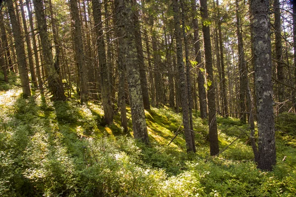 Paisaje forestal por la mañana —  Fotos de Stock