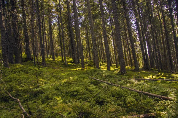 Paisaje forestal por la mañana —  Fotos de Stock