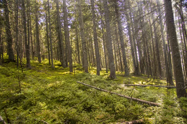 Paesaggio forestale al mattino — Foto Stock