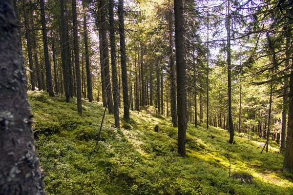 Paisaje forestal por la mañana —  Fotos de Stock