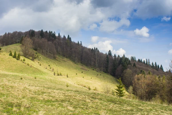 Paysage forestier le matin — Photo