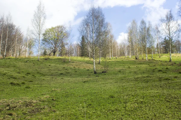 Waldlandschaft am Morgen — Stockfoto