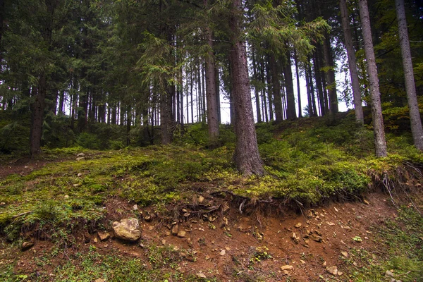 orman manzarası sabah