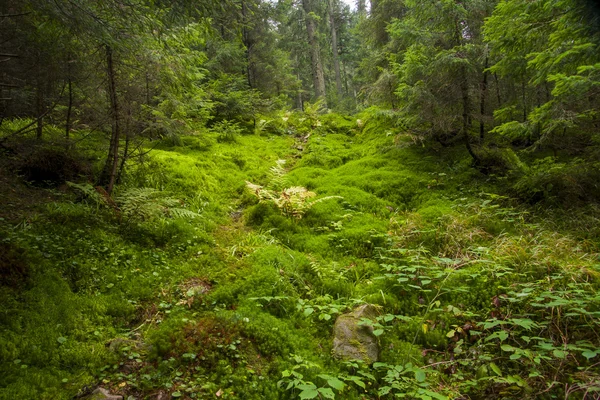 Pemandangan hutan di pagi hari — Stok Foto