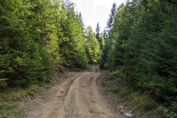 La route dans les montagnes des Carpates — Photo