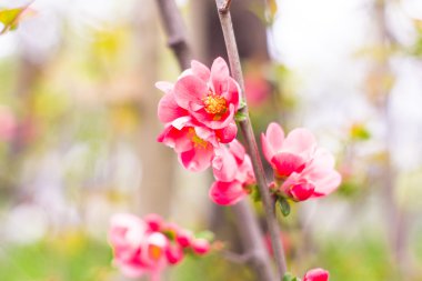 Güzel pembe çiçek çiçek, kiraz çiçekleri