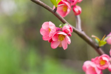 Güzel pembe çiçek çiçek, kiraz çiçekleri