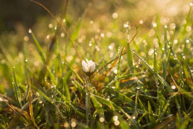 taze bahar çimen çiğ ile kaplı