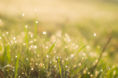 taze bahar çimen çiğ ile kaplı