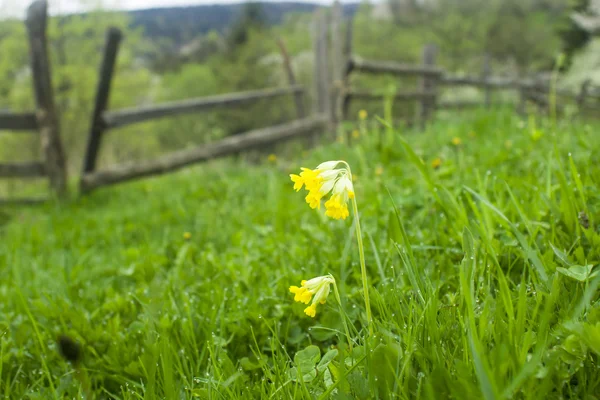 Gullviva, Primula veris primrose — Stockfoto