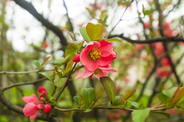Flor rosa bonita flor, flores de cereja — Fotografia de Stock