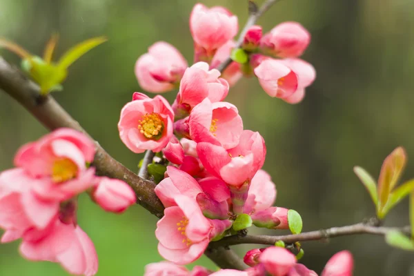 Beautiful Pink Flower Blossom, cherry flowers — Stock Photo, Image