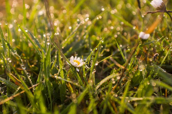 Erba fresca primaverile coperta di rugiada mattutina — Foto Stock