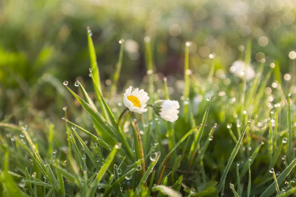 Erba fresca primaverile coperta di rugiada mattutina — Foto Stock