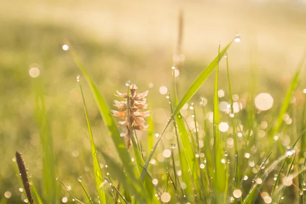 Hierba fresca de primavera cubierta con rocío de la mañana — Foto de Stock