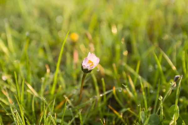 Erba fresca primaverile coperta di rugiada mattutina — Foto Stock