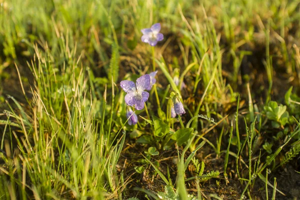 Färsk våren gräset täckt med morgondagg — Stockfoto