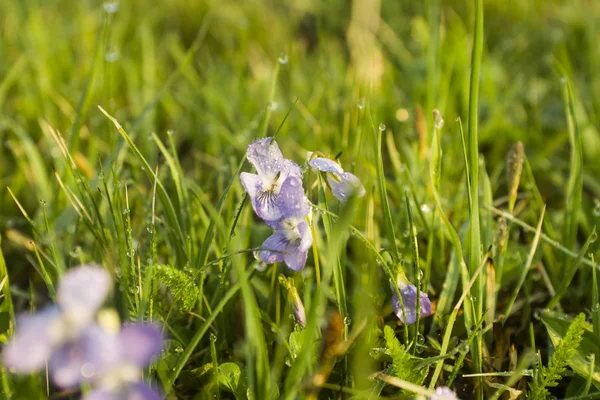 Frisches Frühlingsgras mit Morgentau bedeckt — Stockfoto