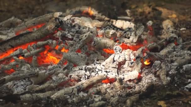 Ceneri e fiamme sul tronco ardente in un fuoco — Video Stock