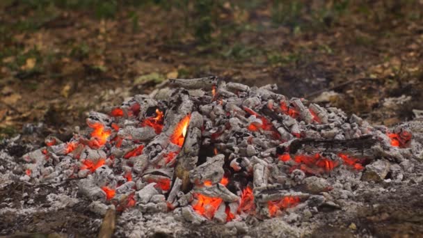Vacker bakgrund lägereld brinnande eld med loggar trä eldstäder — Stockvideo