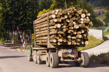 Ormanda çalışan hasatçı..
