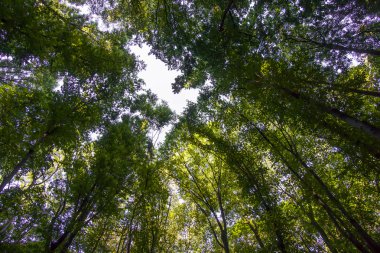 Açılış dalları arasında