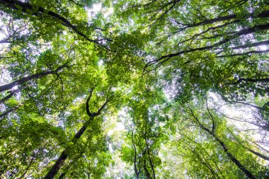 Açılış dalları arasında