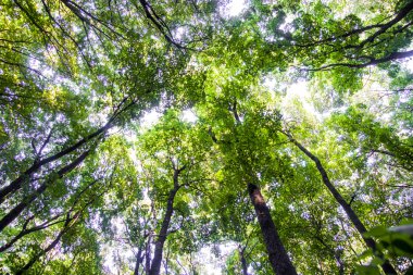 Açılış dalları arasında