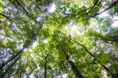 Açılış dalları arasında